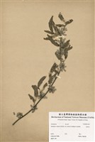 藏品(金絲竹)的圖片